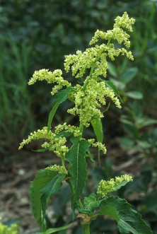 Wild Rhubarb