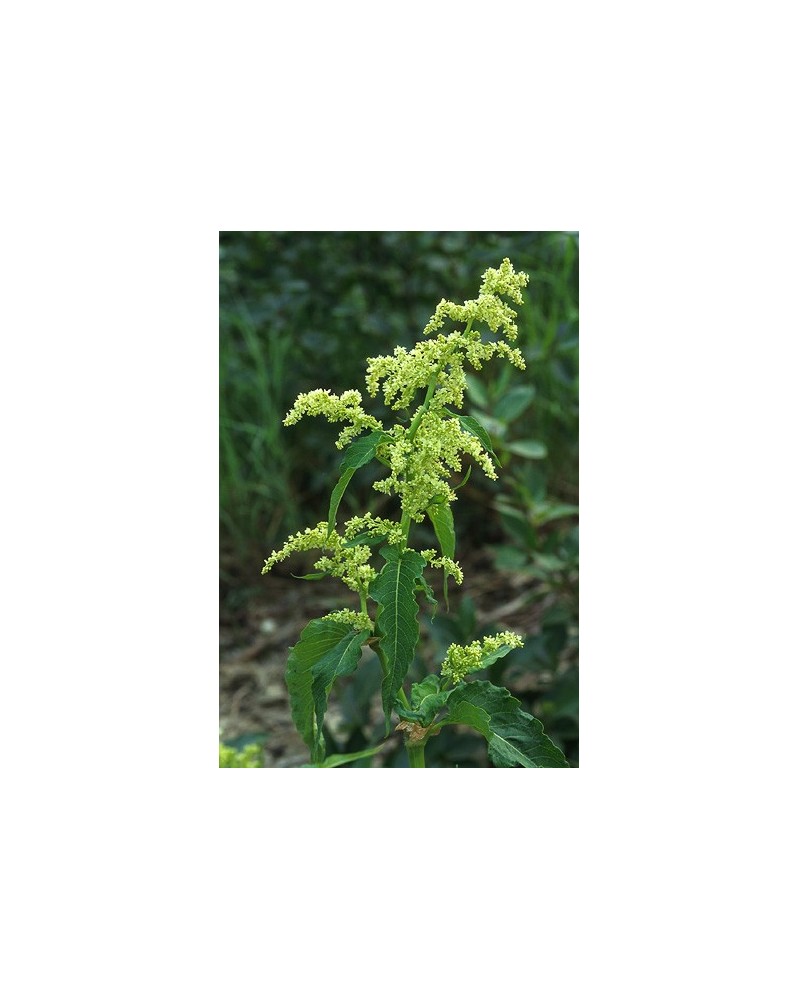 Wild Rhubarb