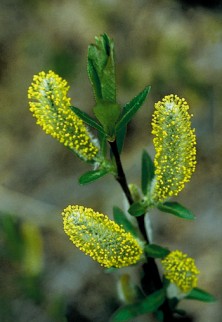 Willow