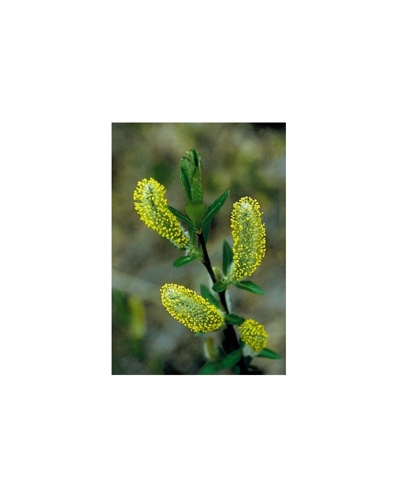 Willow