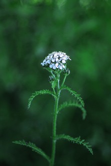 Yarrow