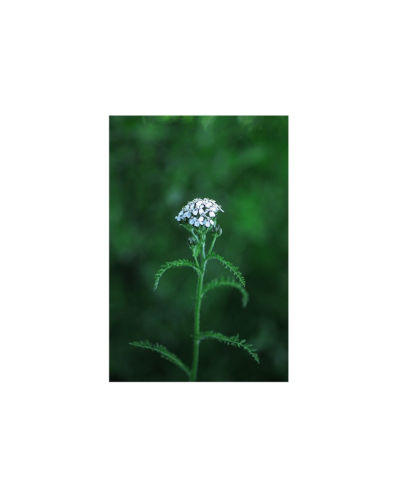 Yarrow