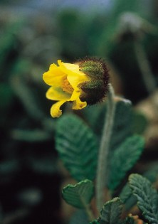 Yellow Dryas