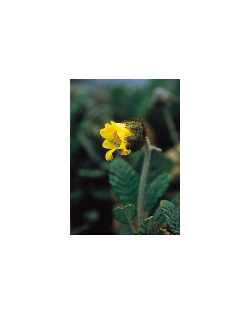 Yellow Dryas