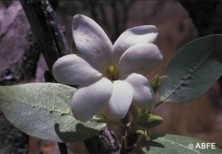 Bush Gardenia