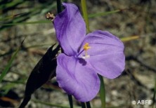 Bush Iris