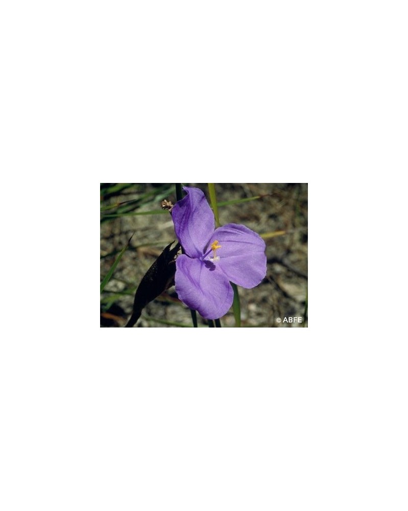 Bush Iris
