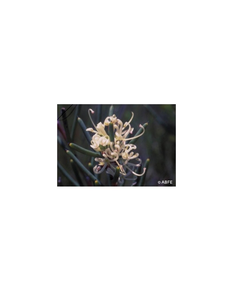 Dagger Hakea