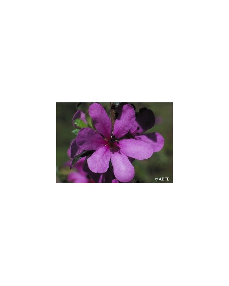 Dog Rose of the Wild Forces