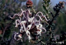 Grey Spider Flower