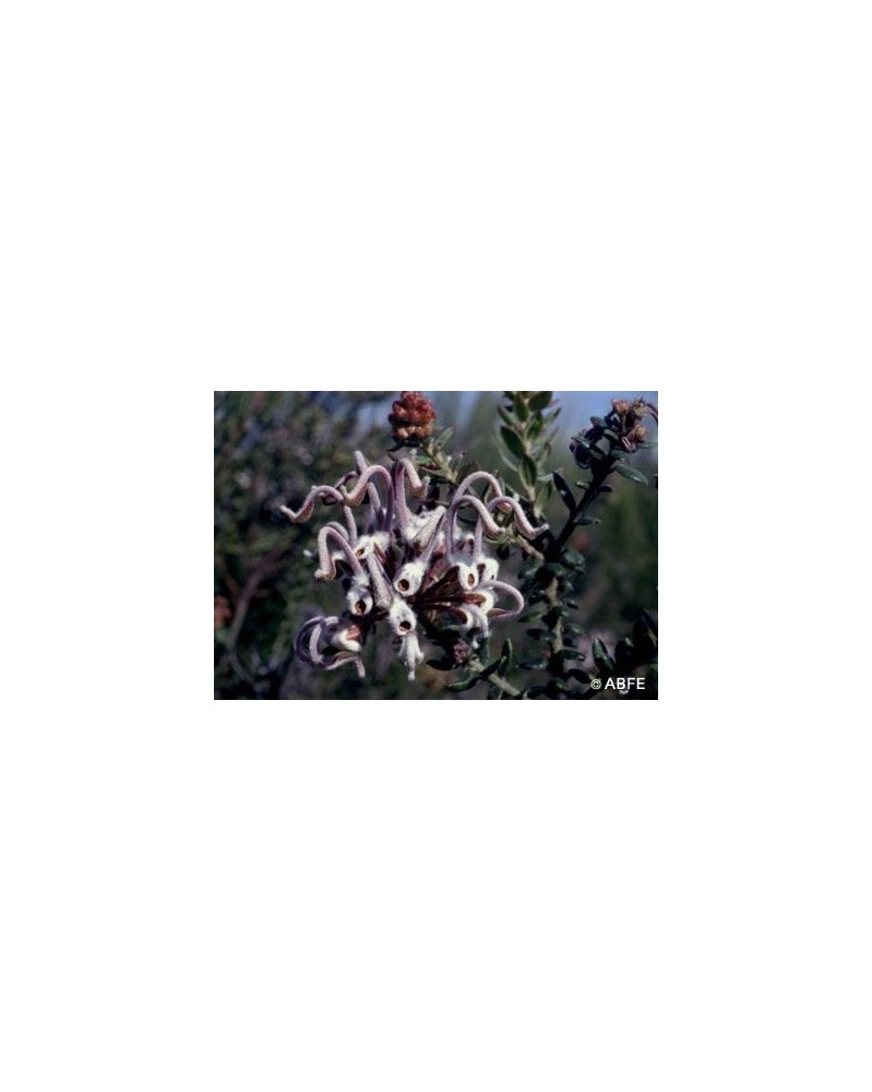 Grey Spider Flower