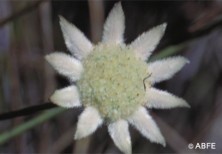 Little Flannel Flower