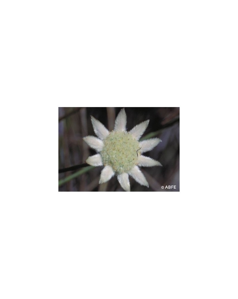 Little Flannel Flower
