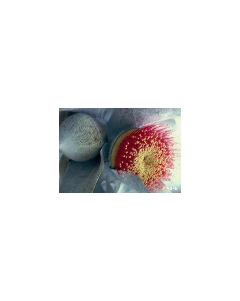 Macrocarpa