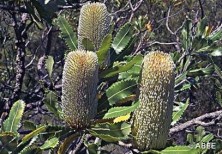 Old Man Banksia
