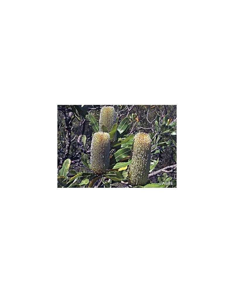 Old Man Banksia