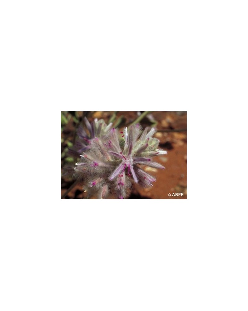 Pink Mulla Mulla