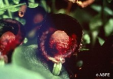 Red Helmet Orchid