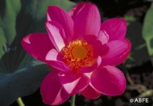 Red Lily
