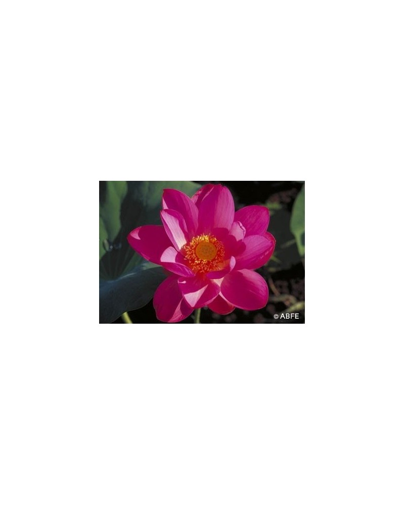 Red Lily