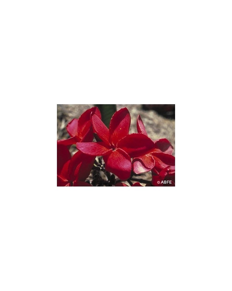 Red Suva Frangipani