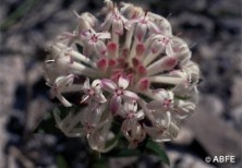 Slender Rice Flower