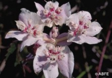 Southern Cross