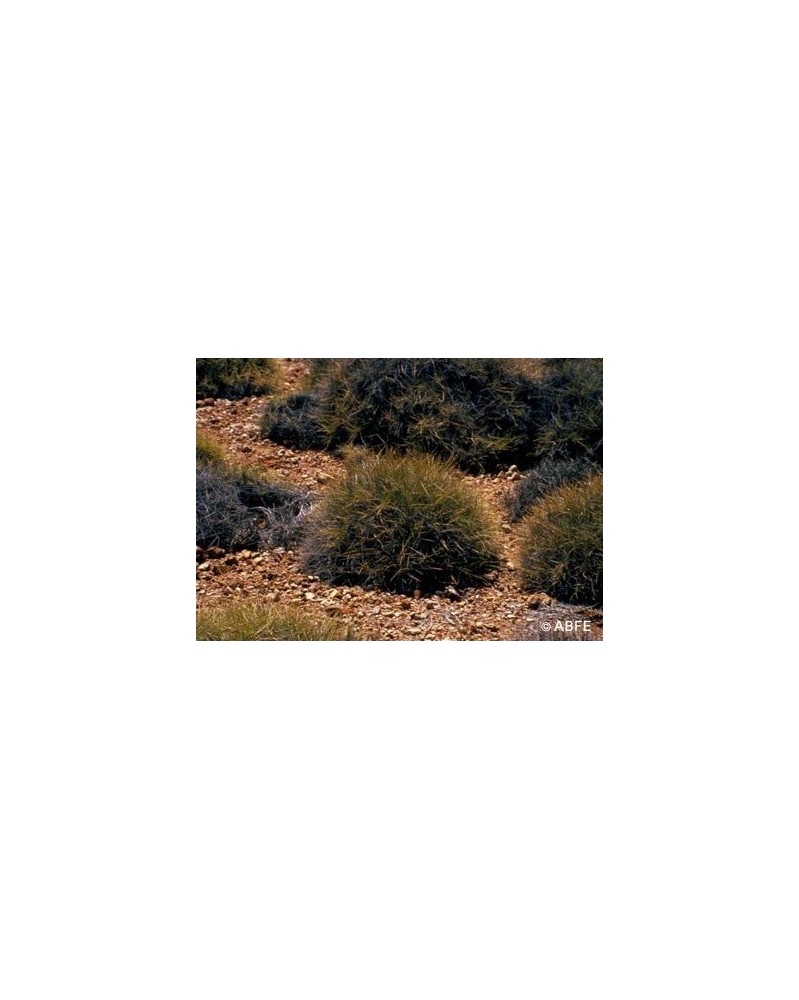 Spinifex