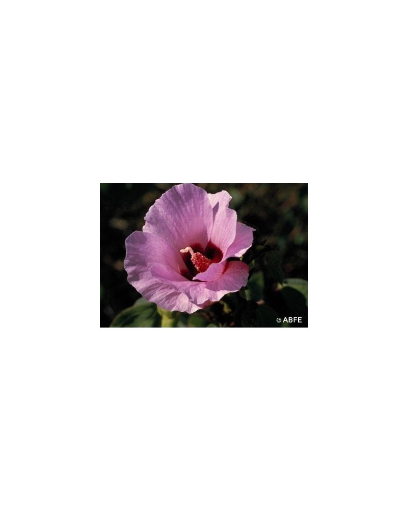 Sturt Desert Rose