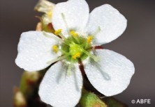 Sundew