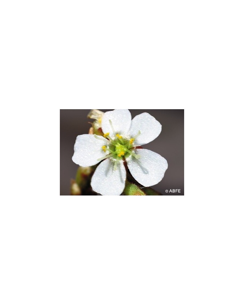 Sundew