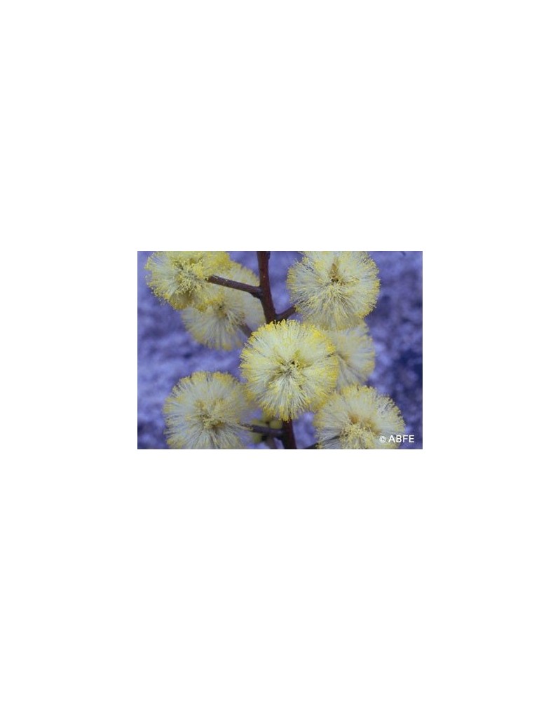 Sunshine Wattle