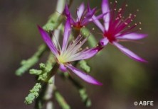 Turkey Bush
