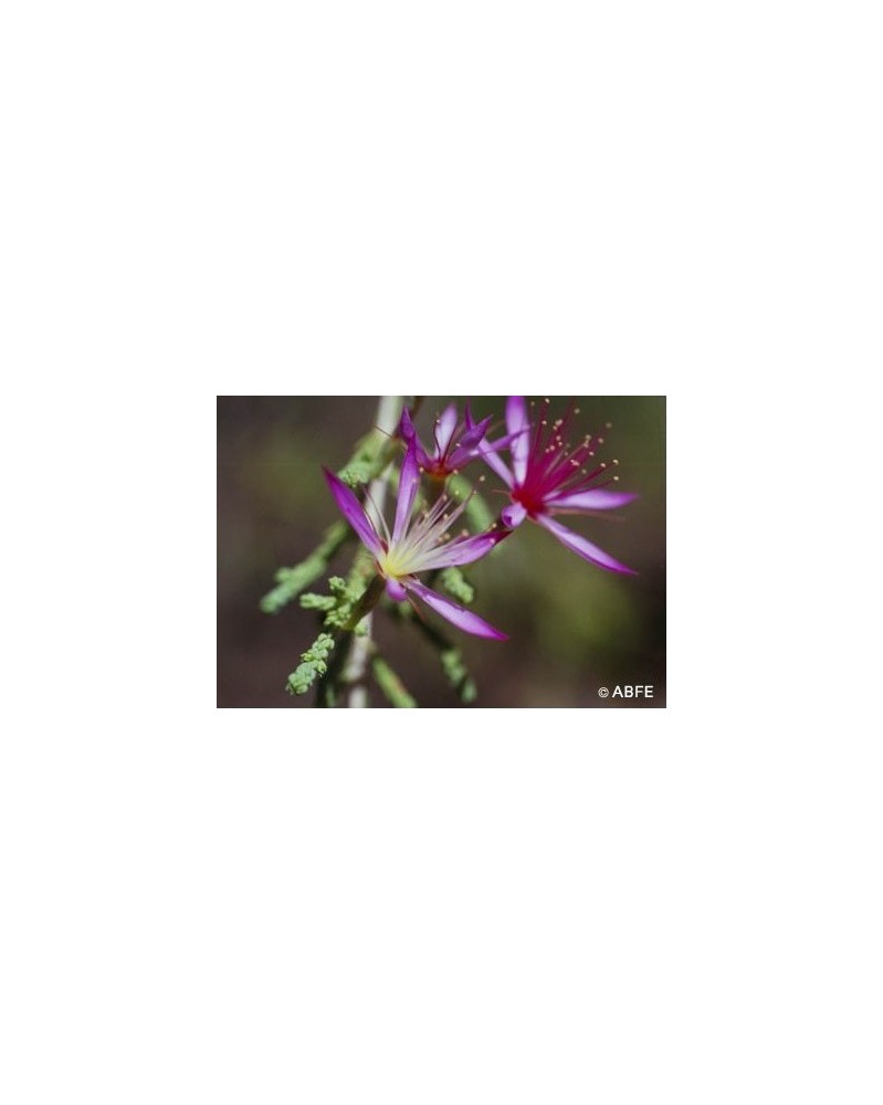 Turkey Bush