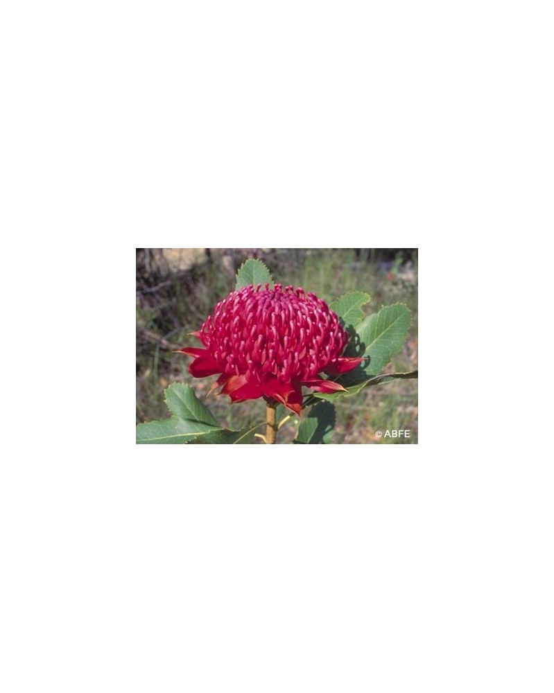 Waratah