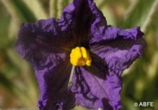 Wild Potato Bush