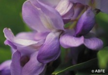 Wisteria