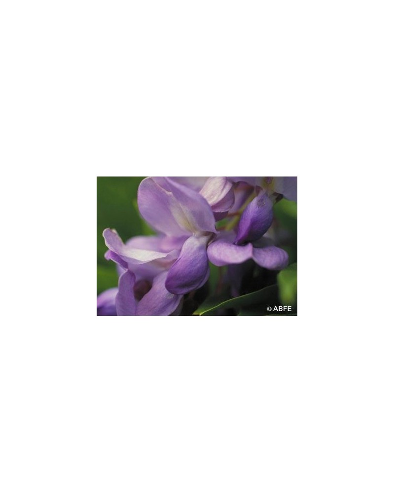 Wisteria