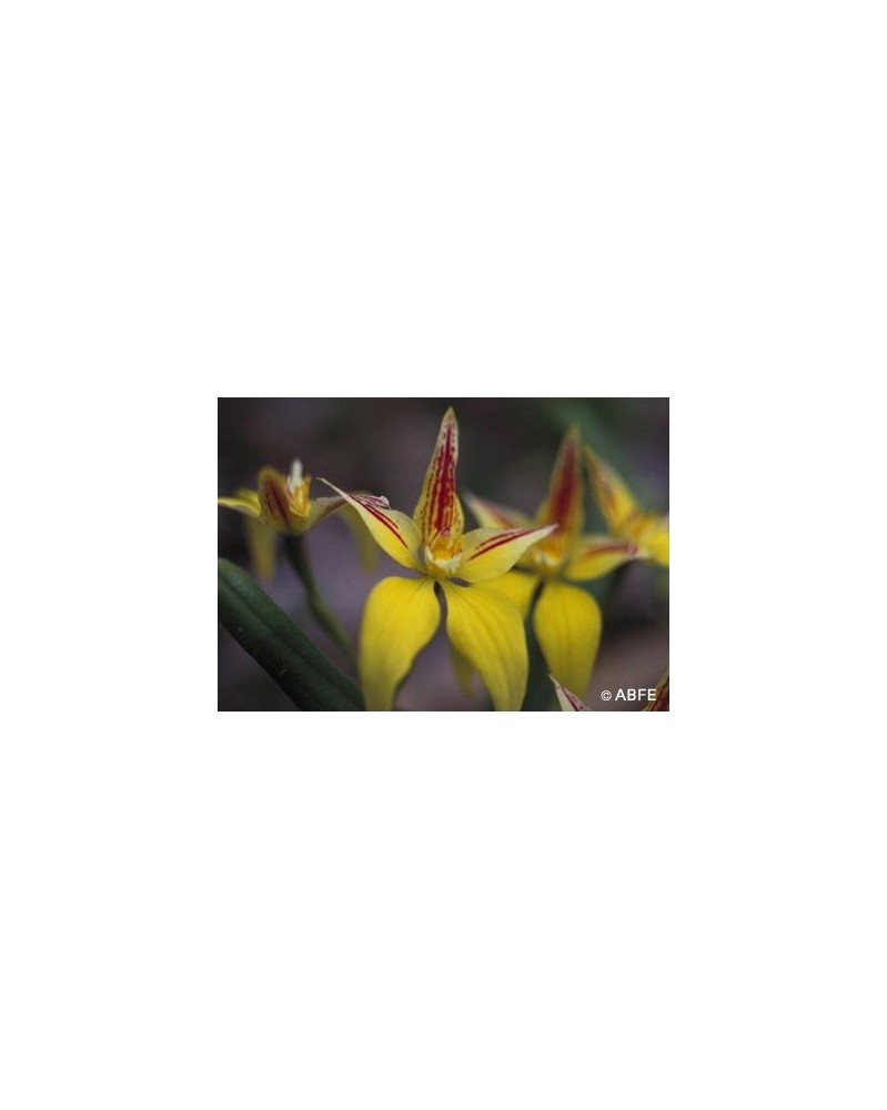 Yellow Cowslip Orchid