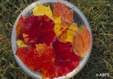 Autumn Leaves