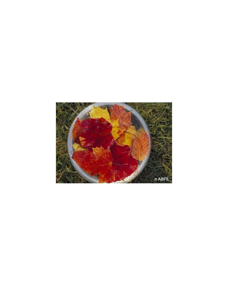 Autumn Leaves