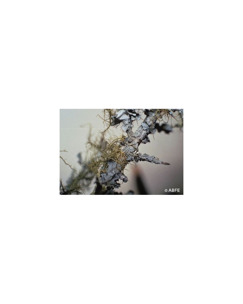 Lichen
