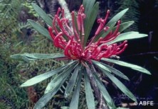 Monga Waratah