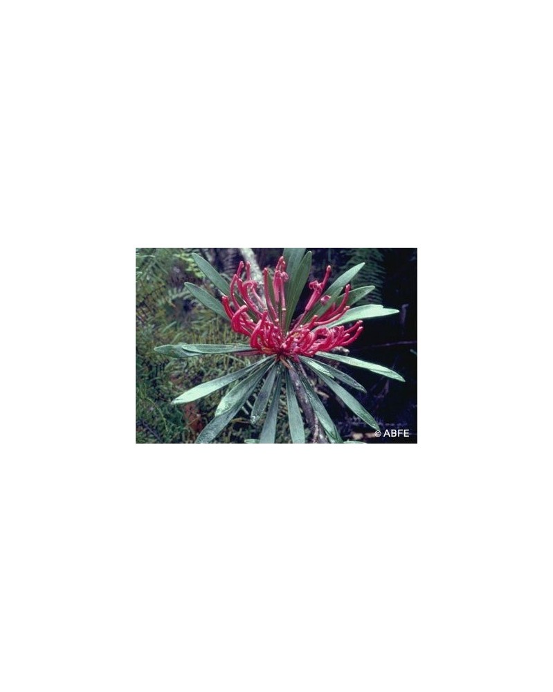 Monga Waratah