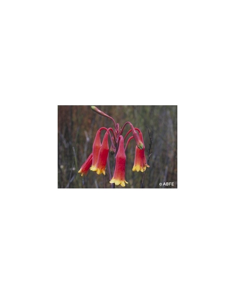 Christmas Bell