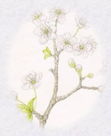 Apricot