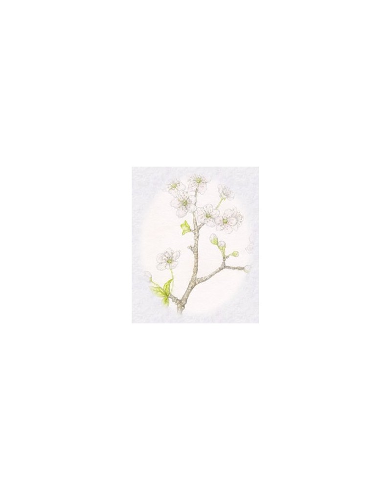 Apricot