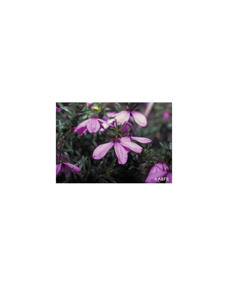 Black-eyed Susan