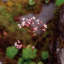 Alum Root - Heuchera pourpre