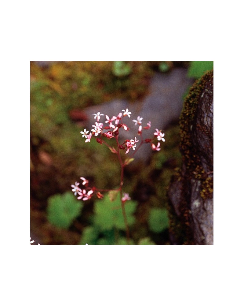 Alum Root - Heuchera pourpre